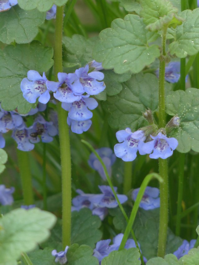 ground-ivy-116263_1920.jpg