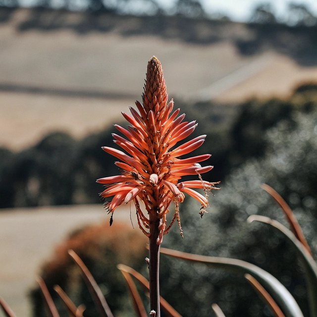 beautiful-flower-at-hill-top (3).jpg