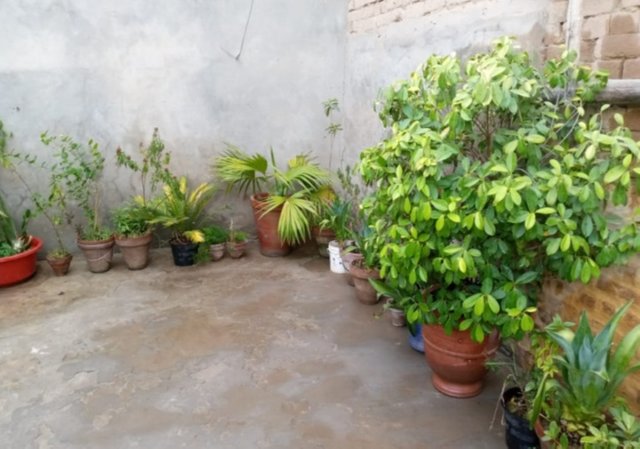 IMG_20250529_120128.JPG