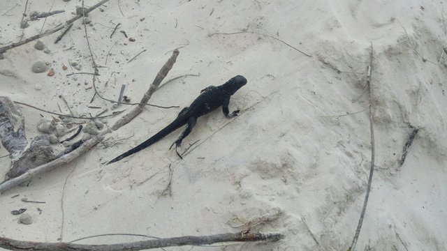 Baby Sea Iguana in Sand.jpg