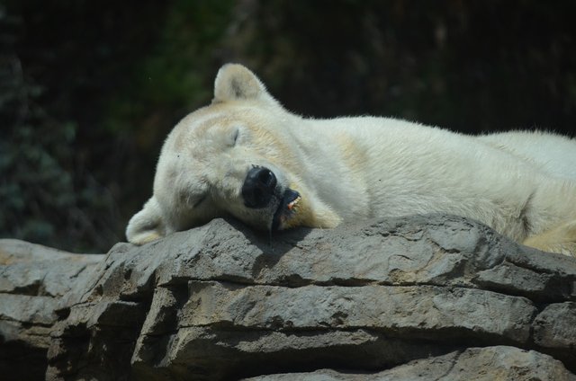 san-diego-zoo-3406297_1280.jpg