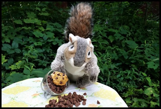 squirrel chocolate chips.jpg