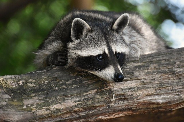 raccoon-3820327_640.jpg