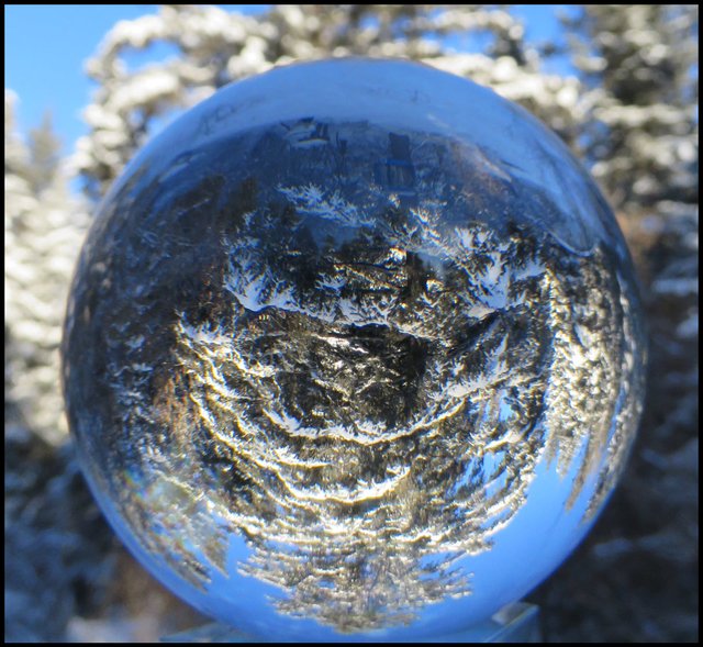 spruce with snowy branches by deck reflected in crystal.JPG