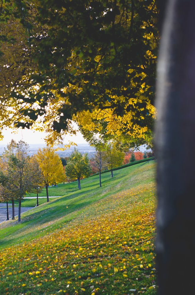 The changing and fallen leaves.JPG