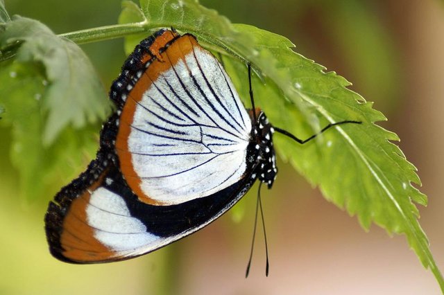 butterfly-3698823_960_720.jpg