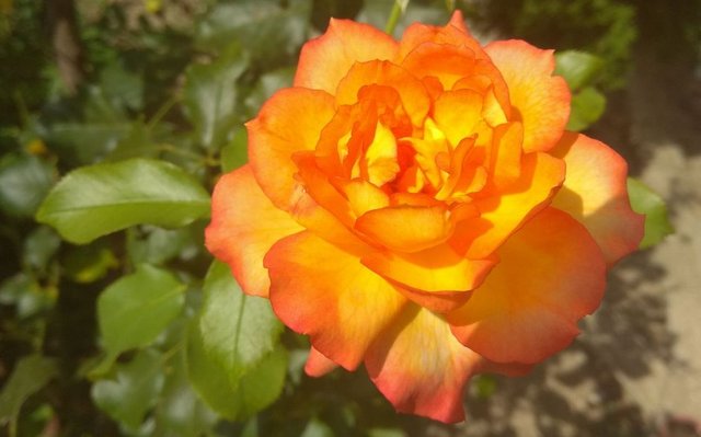 rose 3.jpg