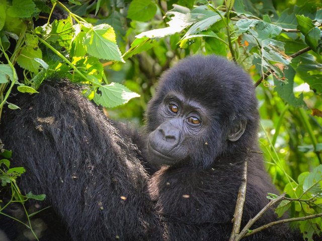 Best Time to Book a Gorilla Permit for Your Rwanda Gorilla Safari.jpg