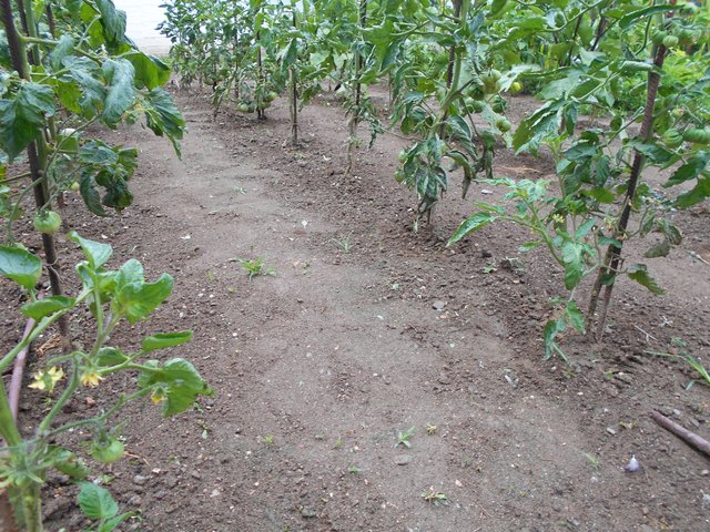 garden_06.jpg