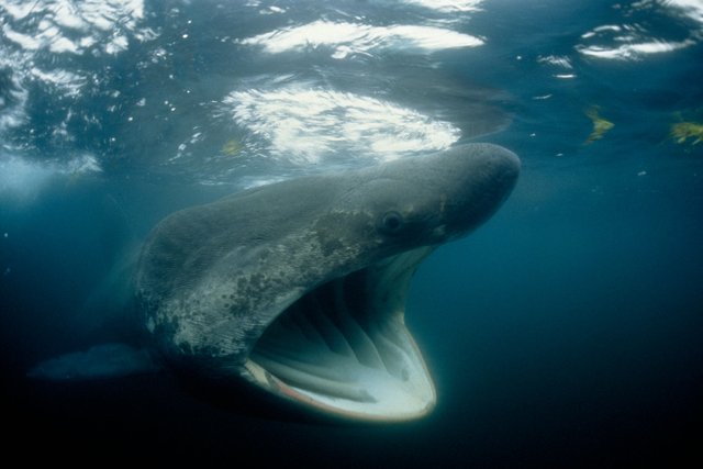 01-basking-shark-NationalGeographic_647154.jpg