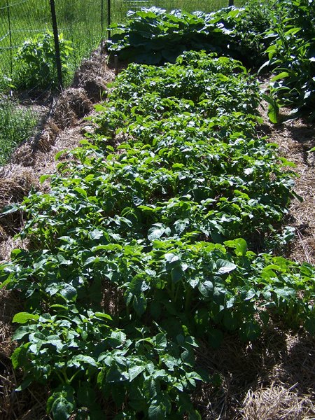 Big garden - potaotes crop June 2018.jpg
