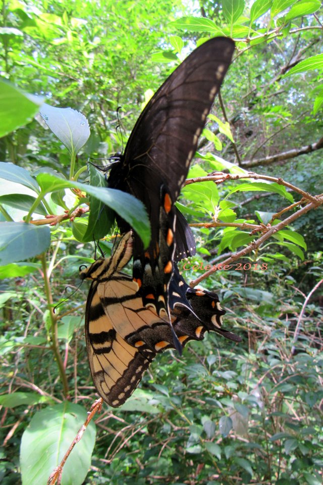 dark morph tiger swallowtail mating 2018.jpg