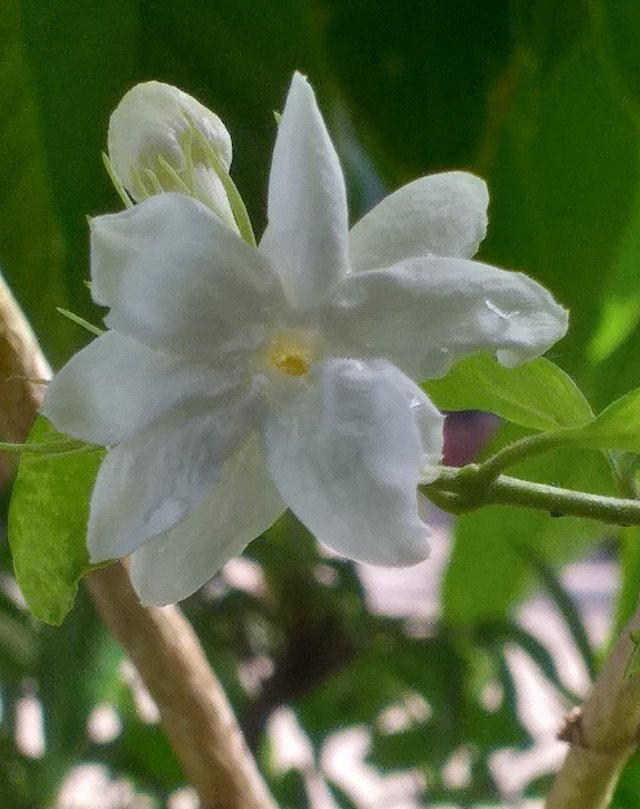 white flower11 (2).jpg