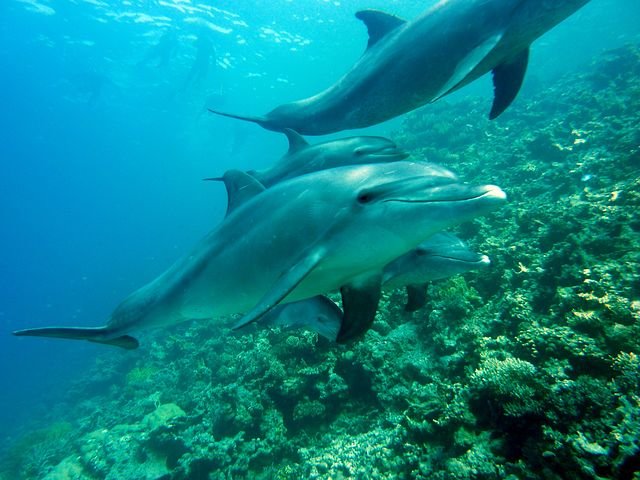 dolphins-378217__480.jpg