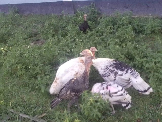 received_1286620184823703.jpeg
