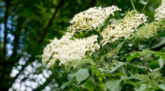 tiny-white-flower-clusters-on-tree-1024x569.jpeg