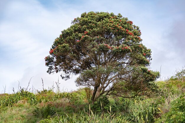 blooming-pohutukawa-tree_181624-48283.jpg