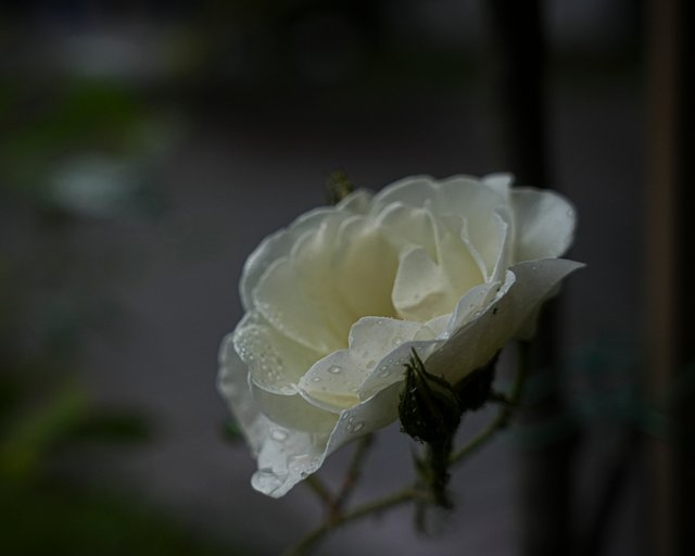 DSC05563.jpg