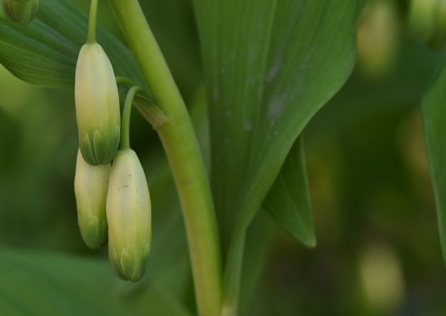 Polygonatum multiflorum 2 konwalia.jpg