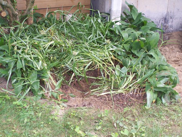 Old North - spiderwort dug crop July 2019.jpg