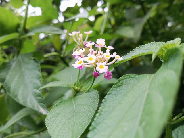 IMG_20250723_174216_243.jpg