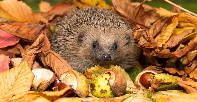 landkind-garten-igel00.jpg