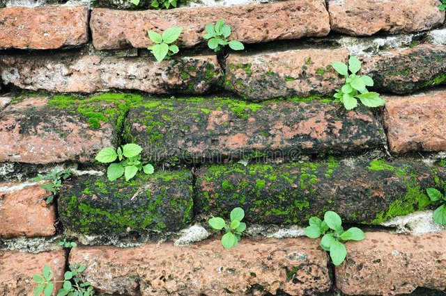 download-small-plants-growing-on-a-wall-stock-photo-image-of-grow-ancient-that-walls-in-india-old-brick-temple.jpg