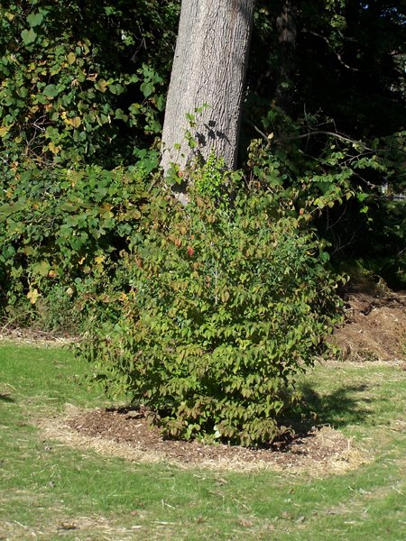 Kousa dogwood - mulched crop September 2019.jpg