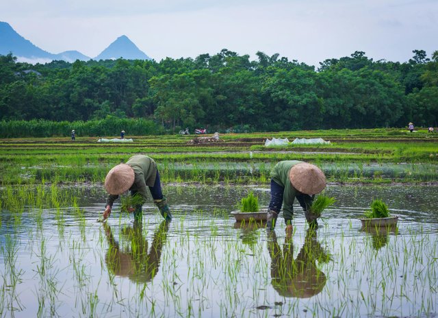 free-photo-of-traditional-rice-farming-in-southeast-asia.jpeg