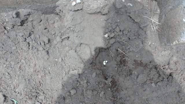 IMG_20250314_130308.jpg