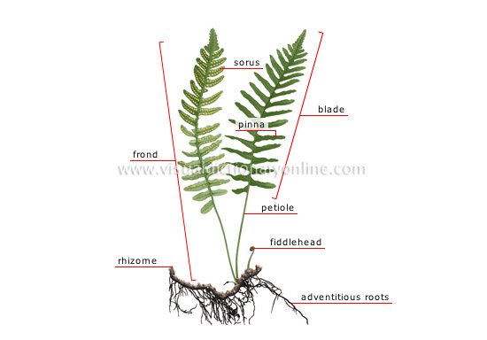 structure-fern.jpg