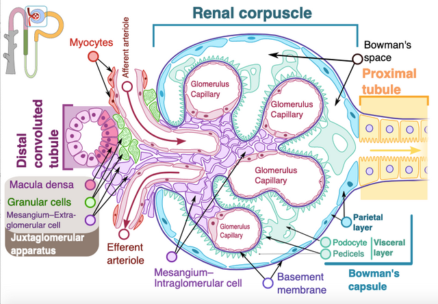 Renal corpuscle.png