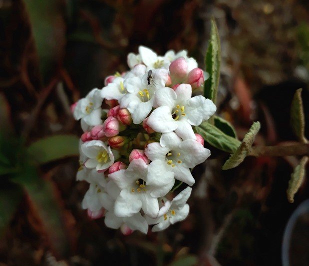 viburnum.jpg