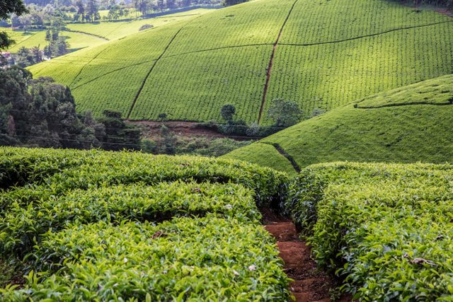 tea plantation.jpg