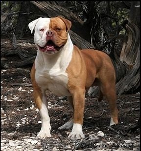 Americanbulldogwikipedia.jpg