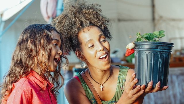 how-to-grow-strawberries-in-pots-at-home.jpg