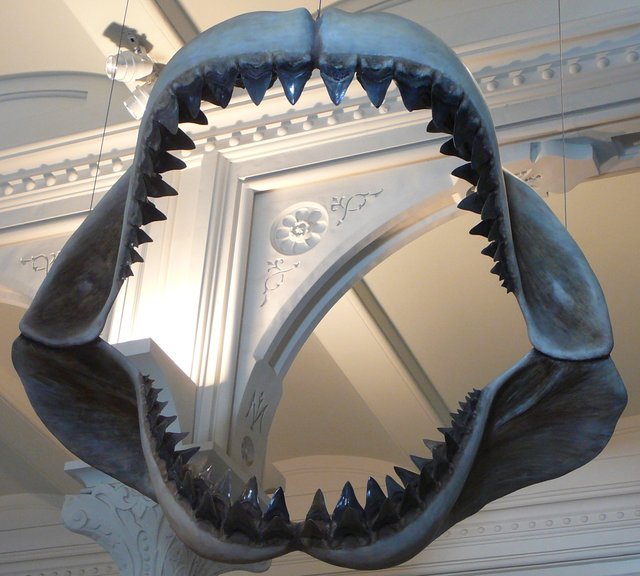 Megalodon_shark_jaws_museum_of_natural_history_068.jpg