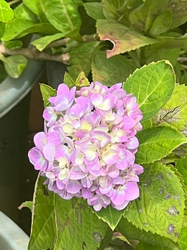 IMG_6358.jpeg