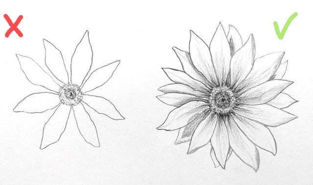 gazania-flower-pencil-drawing-front.jpg