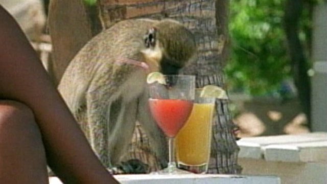 alcohol monkey.jpg