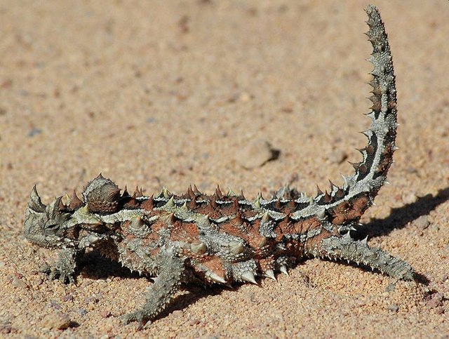 Desert-Animals-Thorny-Devil-Lizard.jpg