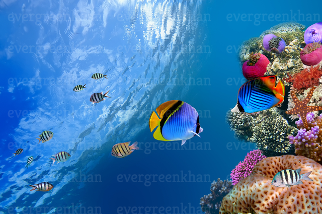 Threadfin butterflyfish (Chaetodon auriga), Red Sea, Egypt.png