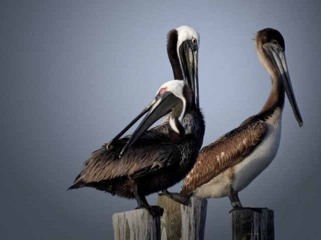 pelicans16FINAL.jpg