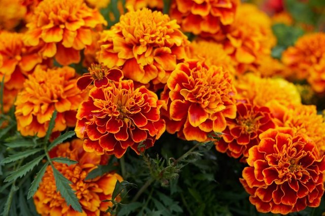 marigold.jpg