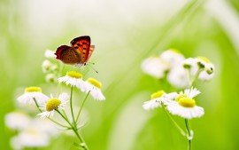 butterfly_over_white_daisies_5k-t1.jpg
