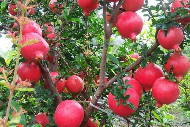 Pomegranate-harvesting.jpg