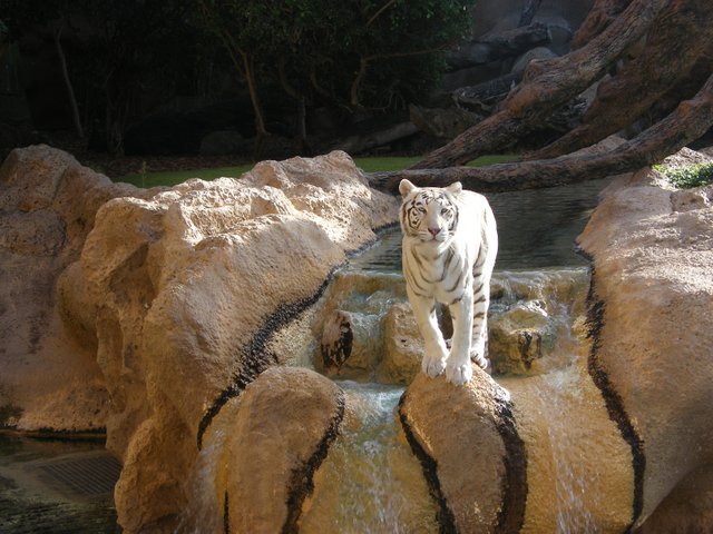Tygrys biały (1).JPG