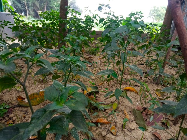 garden (2).jpg