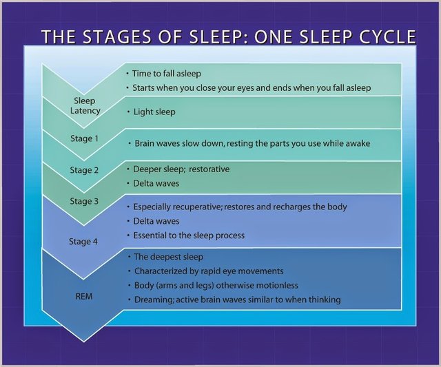 sleep stages.jpg