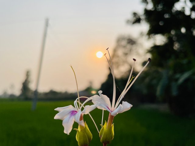 IMG_9410.jpeg